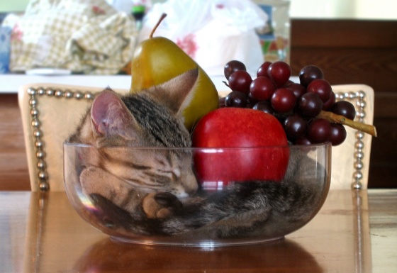 fruit.jpg