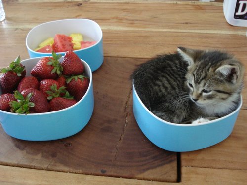 fruitbowlkitty.gif