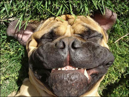 funny_dog_face.jpg