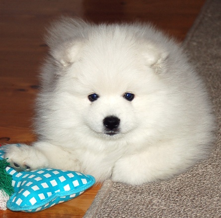 furball1.jpg