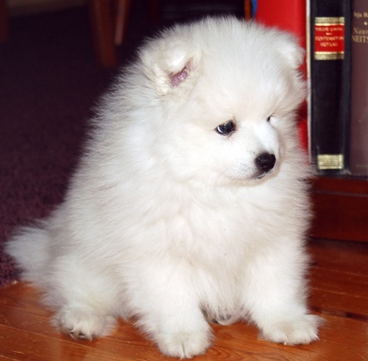furball2.gif