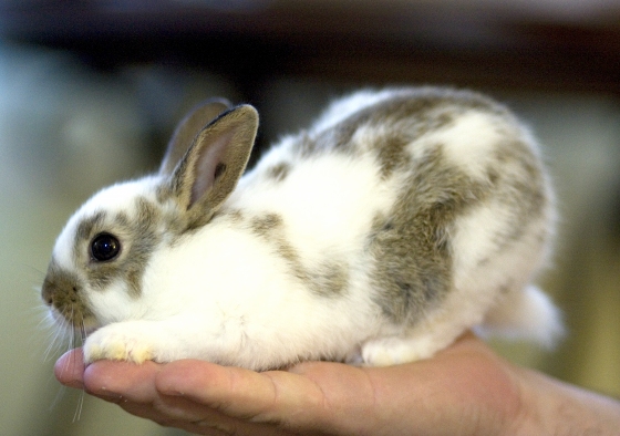 furbunny.jpg