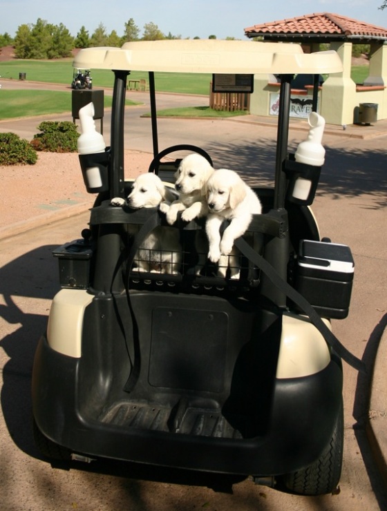 golf.jpeg