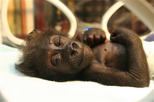 gorilla.jpg