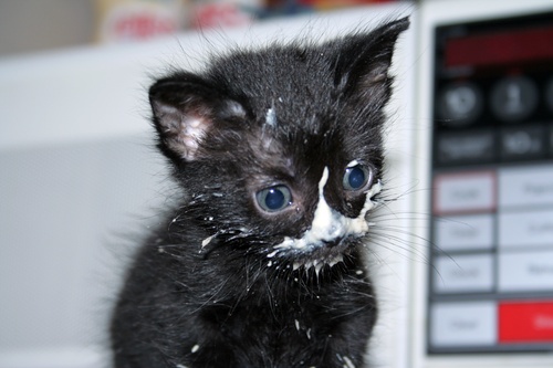 gotmilk.jpg