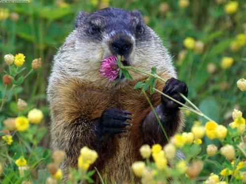 groundhog_munchies.jpg