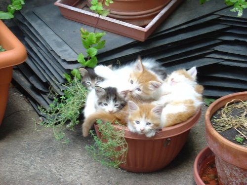 growingkittens.gif