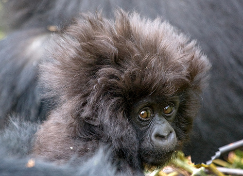 hairdo.jpg