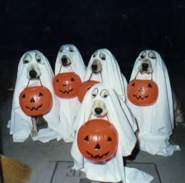 halloween6.gif