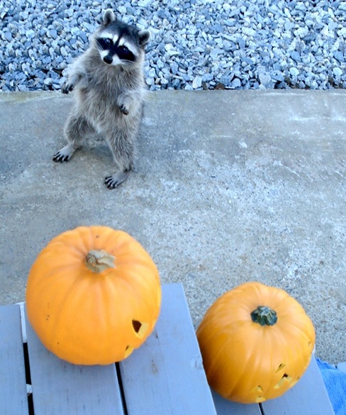 hallozzz.jpg