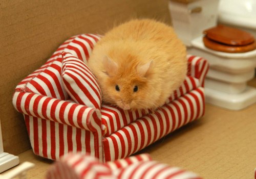 hamhome2.jpg
