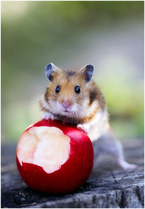 hammapple.jpg