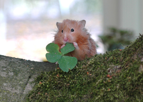 hamster.jpg