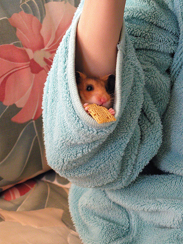 hamstersleeve.jpg