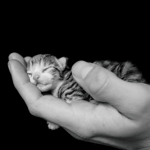 handcat.gif