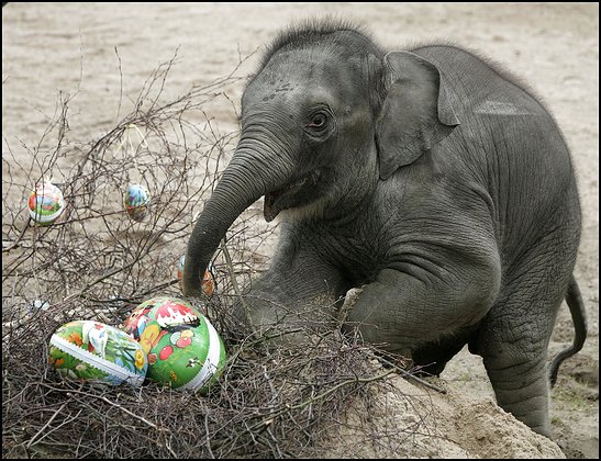 happy_easter.jpg