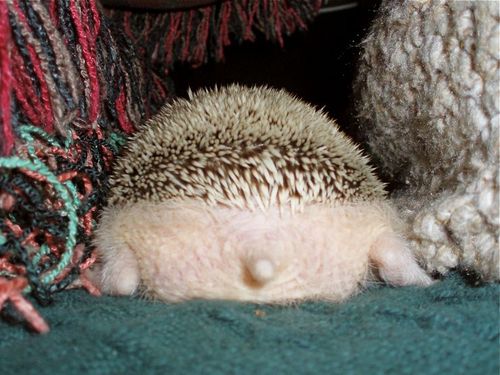hedgehogbutt.gif