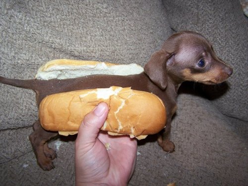 hotdog.gif