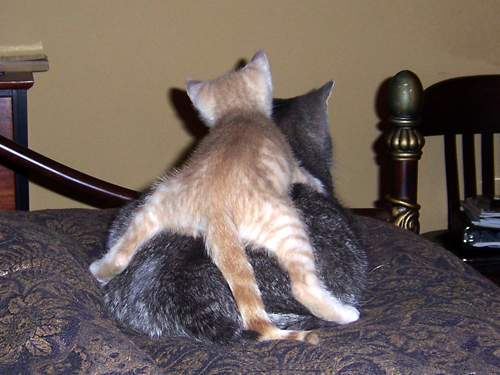 hump.jpg