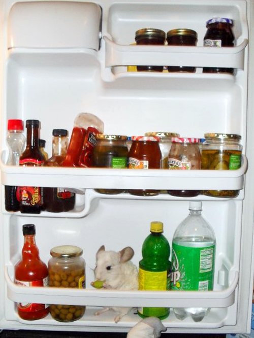 icebox.jpg