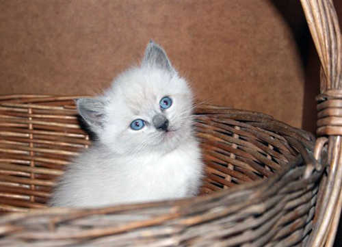 its_caturday_bitches.jpg