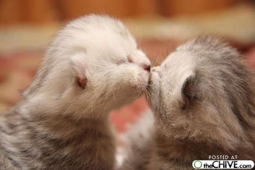 kiss.jpg