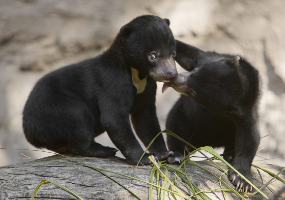 kisses.jpg