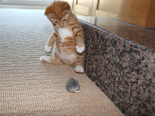 kitmouse.jpg