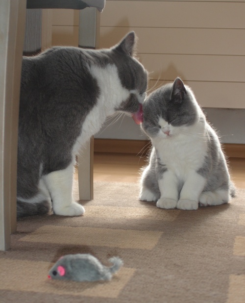 kitteh.jpg