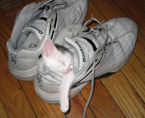 kitteh_stuffer.jpg