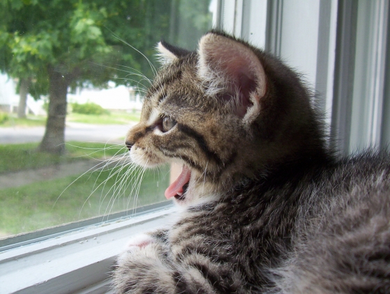 kitten.jpg