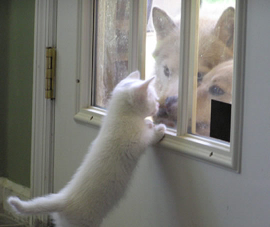 kittydoor.jpg