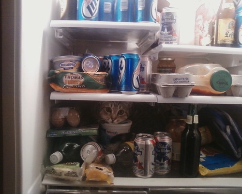 kittyicebox.gif