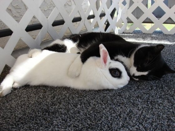 koko-and-rosie.jpg