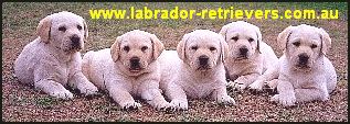 labs.jpg