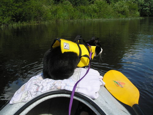 lakecat.jpg