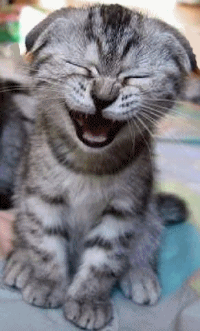 laughcat.gif