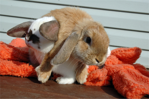 leapfrog.jpg
