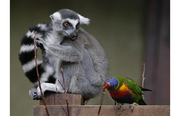 lemur-bird_1210401i.jpg