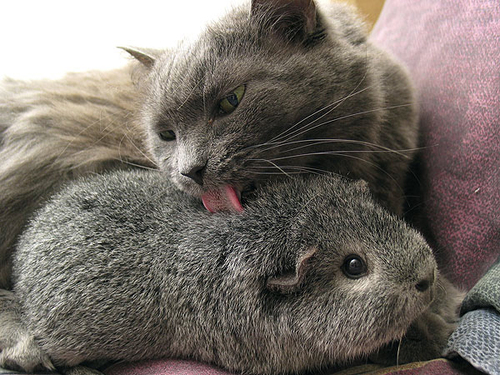 lickitude.jpg