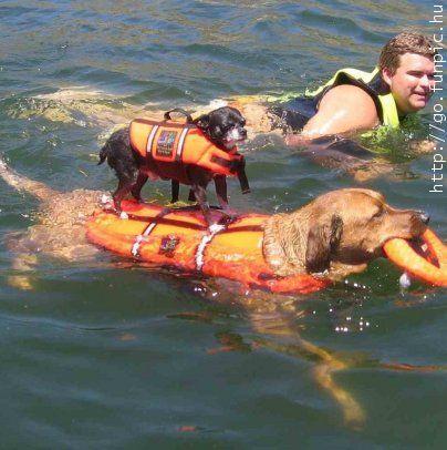 lifeguarddogs0333.jpg