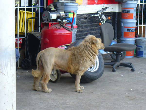 lion1.gif
