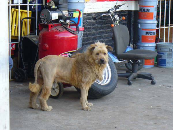 lion2.gif