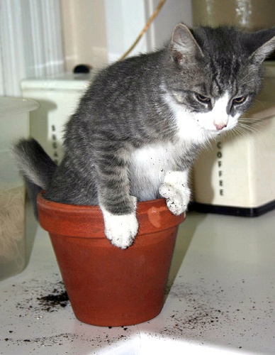 litterbox_alternative.jpg