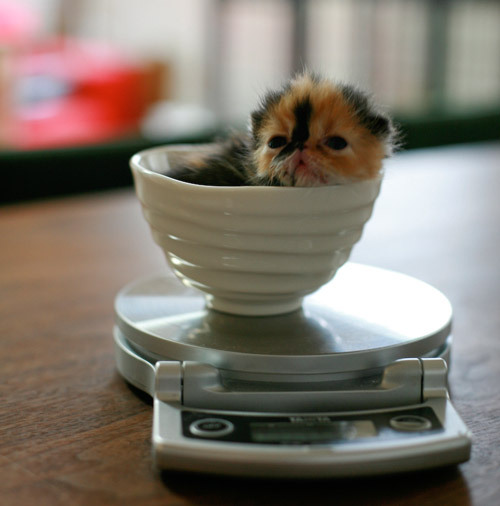 littleone.gif