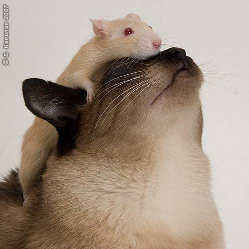 love.gif