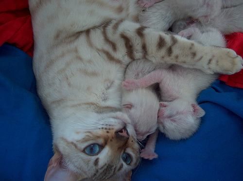 lovemybabies.gif