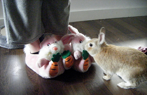 lovethoseshoes.gif