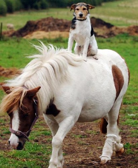 lovetoride.gif