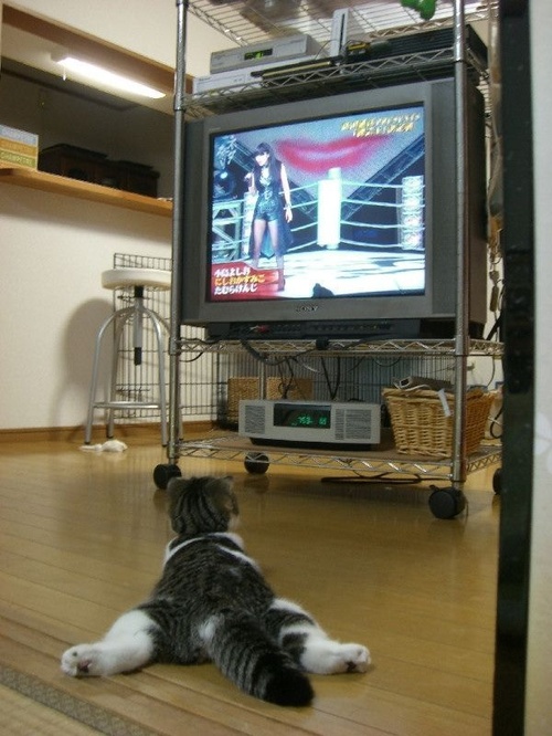 lovetv.jpg